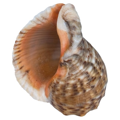天然海螺贝壳李子螺卷贝鱼替换壳
