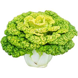 黄心乌塌菜种子四季高产耐寒抗病易活阳台庭院秋冬蔬菜种籽矮黄金