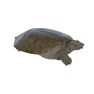 汉寿中国甲鱼之乡汉寿外塘生态养殖王八团鱼鲜活食用水鱼活体放养