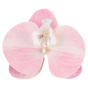 假花仿真花摆设白色蝴蝶兰花永生花桌面装饰插花跳舞兰玫瑰小雏菊