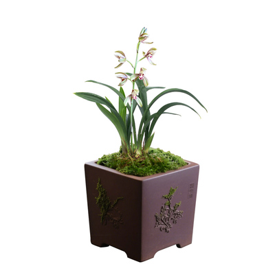 【禅叶达摩】兰花苗建兰办公桌