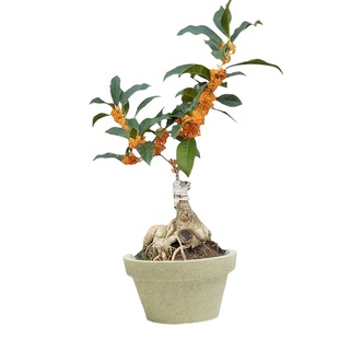 红天香台阁嫁接四季丹桂花树盆景绿植四季桂开花红日香佛顶珠室内