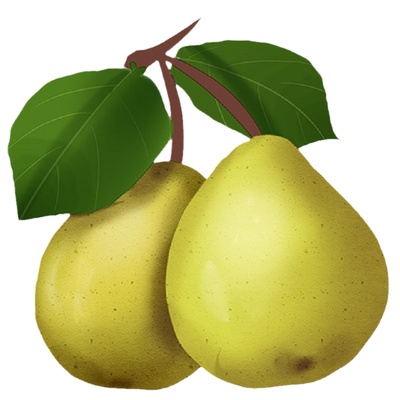 【正宗保证】梨子树苗嫁接苗