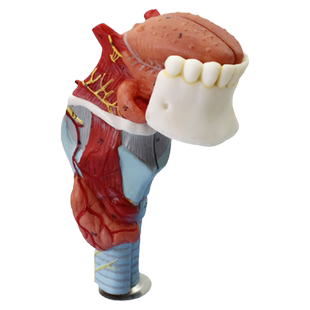ENOVO颐诺人体喉舌牙模型咽喉解剖模型中医舌诊培训口腔齿科教学甲状腺教具医学器官耳鼻喉软骨喉肌喉腔声乐