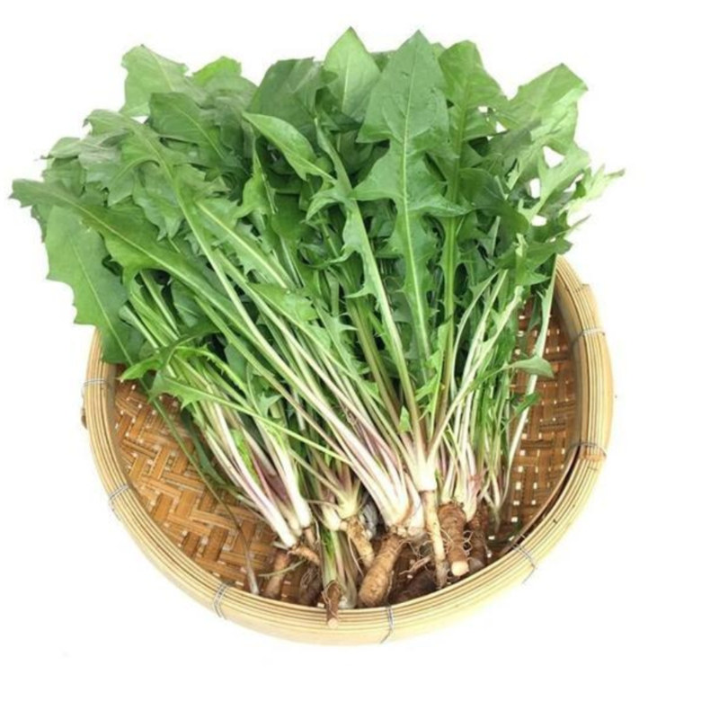 河南新鲜蒲公英现挖4斤包邮婆婆丁嫩叶东北蘸酱菜
