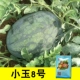 Xiaoyu 8th [черная кожа желтые куколки] 8 кусочков объема