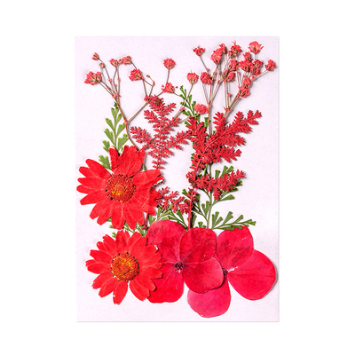 真植物干花押花标本手工滴胶diy