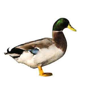 洪湖绿头鸭湖区农家散养青头鸭老鸭生鲜现杀会飞活鸭子肉整只新鲜