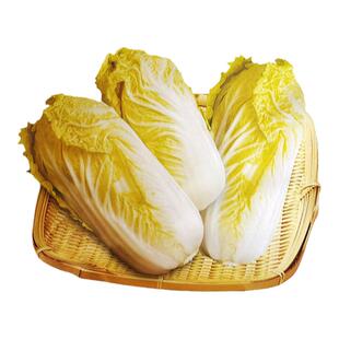 奶油娃娃菜种子 黄心娃娃菜种籽小白菜春秋季蔬菜种孑苗阳台盆栽
