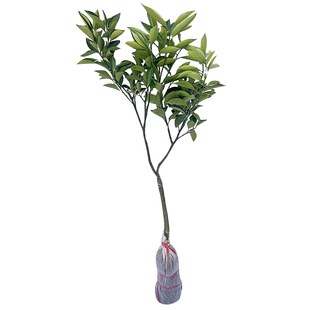 正宗广东红江橙果苗嫁接冰糖橙子树苗廉江红橙树苗可庭院盆栽地栽