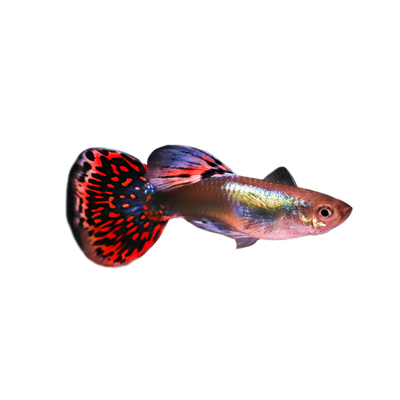 孔雀鱼小型热带胎生凤尾鱼