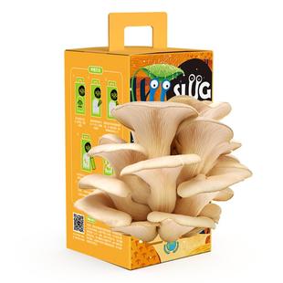 蘑菇种植包可食用蘑菇盒子菌包菌种子家种diy儿童种植蘑菇小盆栽