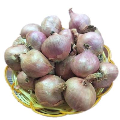 东北新鲜水果洋葱甜味生吃小毛葱