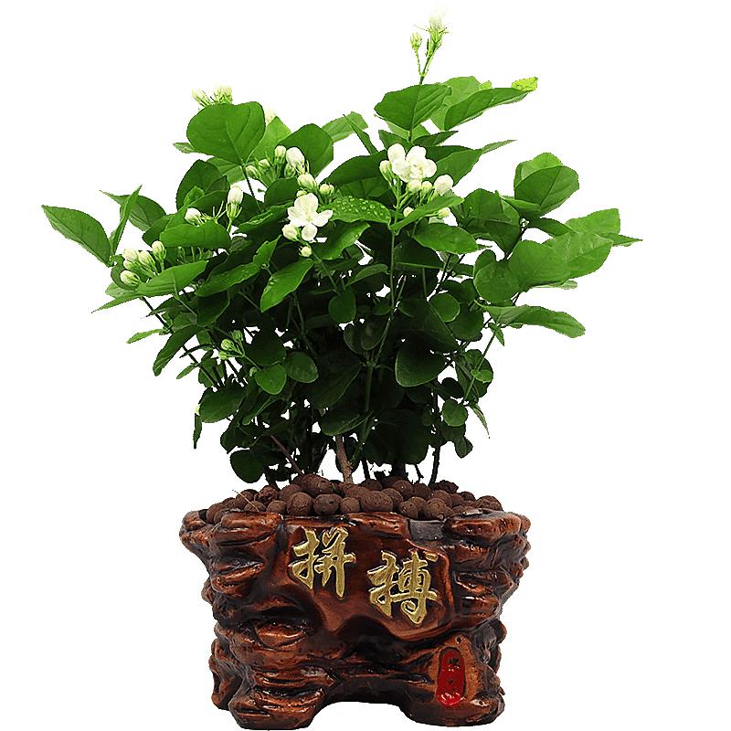 小徐依然茉莉花室外阳台四季好养