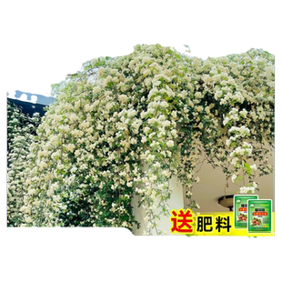 白木香花苗四季爬藤植物花卉重瓣红黄木香花开花树苗庭院蔷薇盆栽
