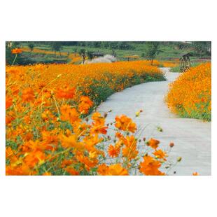 硫华菊种子黄色波斯菊花种子黄秋英波斯菊格桑花种硫化菊庭院花籽