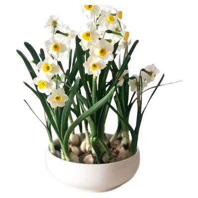 水仙花种球客厅桌面盆栽四季好养