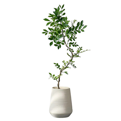 婀娜美人九里香盆栽客厅好养植物