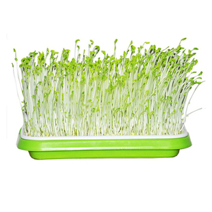 黄豆苗芽苗菜种子 小黄豆芽种子 珍珠粒小黄金 生豆芽种子