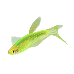 鱼官儿蝶翼长尾长鳍斑马鱼小型灯科鱼好养仙子适合新手耐寒小型鱼