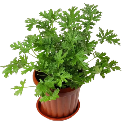 驱蚊草花籽四季播种开花3天发芽