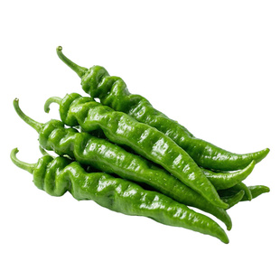 螺丝辣椒苗秧苗四季高产批发二荆条寿光盆栽小米辣椒螺丝椒苗种子