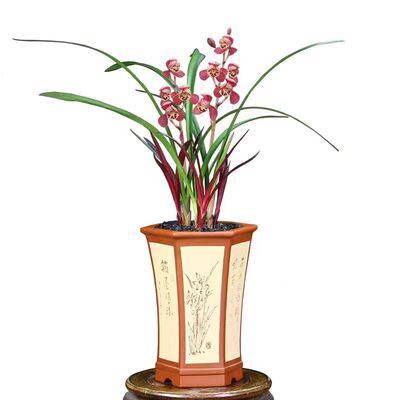 建兰红草红荷桌面摆放花卉好美观