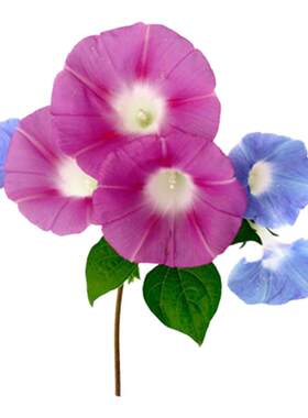 四季牵牛花种子喇叭花种籽子