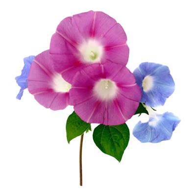 四季牵牛花种子喇叭花种籽子