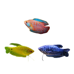 曼龙鱼热带观赏鱼活鱼淡水小型鱼苗马甲球鱼好养耐活不打氧宠物鱼