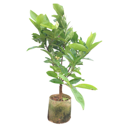 水果盆栽地栽南北方嫁接苗