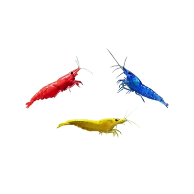 观赏虾除藻极火金背蓝宝石黑壳虾