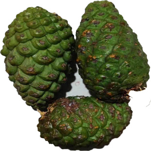 马尾松新鲜松果松塔节日装饰原生态绿色松果绿松塔青松果青松塔