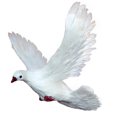 鸽子玩偶真羽毛标本摆件婚礼布置