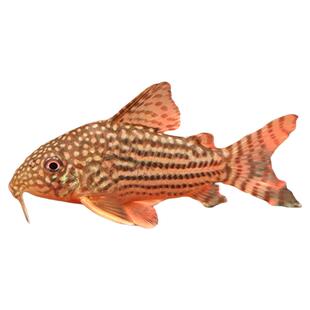 金翅珍珠鼠鱼种鱼活体满天星水草缸鱼缸吃垃圾吃屎底层清洁工具鱼