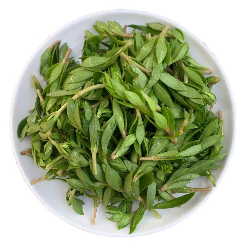 垂盆草盆栽药用中药材正宗新鲜食用同款养肝护肝解毒种植物苗