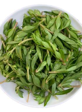 正宗垂盆草护肝解毒茶垂盆草