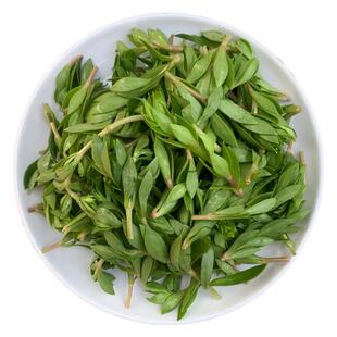 垂盆草盆栽药用中药材正宗新鲜食用同款养肝护肝解毒种植物苗