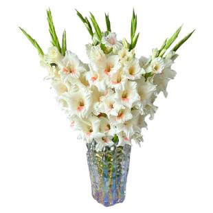 剑兰鲜切花大花蕙兰鲜花家用插花水养云南昆明基地顺丰直发速递