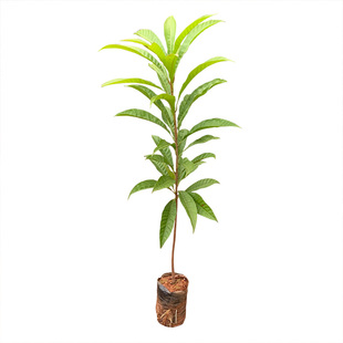 蛋黄果苗 鸡蛋果树苗 榴莲味罗斯果苗 耀堂 仙桃一号水果树苗盆栽
