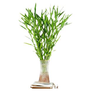 细叶富贵竹水培植物客厅招财水养节节高绿转运竹子特粗杆带根绿植