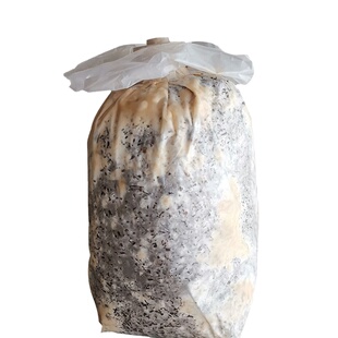 羊肚菌菌种母种 原种 栽培种 种子菌包种植出菇 送种植技术资料