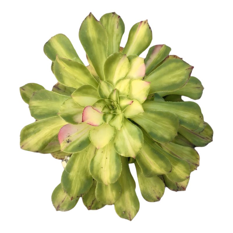 知否法师稀有品种多肉植物莲花观赏植物易养室内阳台绿植花卉盆栽