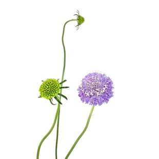 高品质松虫草蓝盆花鲜花气质线条型点缀高端花顺丰包邮北京可闪送