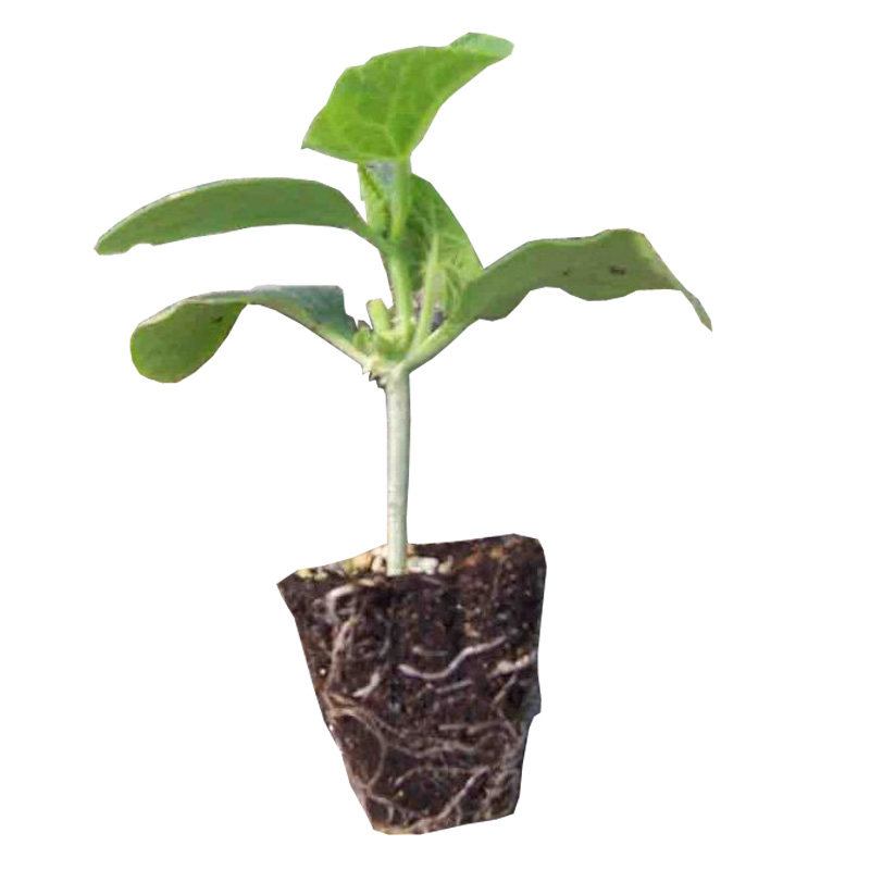 黄瓜春季阳台专用番茄苗