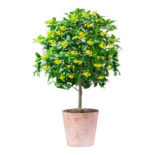 桂花树苗盆栽四季桂室内开花不断室外阳台庭院好养浓香型花卉月桂