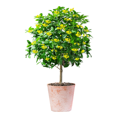 桂花树苗盆栽四季桂浓香型