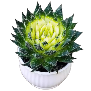 繁星多肉植物桌面盆栽雪花波露芦荟不夜城绿植好养活室内净化空气