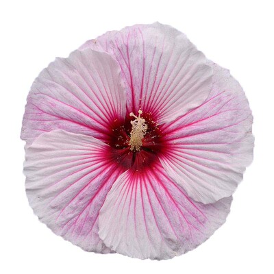 花大如脸耐寒宿根花卉大花芙蓉葵