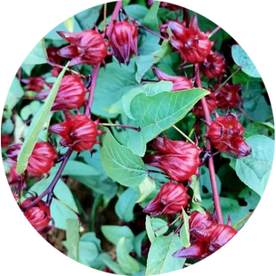 洛神花种子红桃k种子籽四季红金梅种孑四季盆栽开花玫瑰茄苗籽